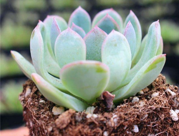 多肉|多肉植物叶片变薄怎么办教你3个小妙招,叶片肥厚,晶莹剔透