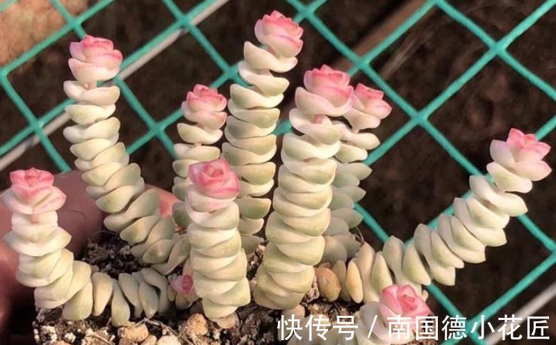 黄金万两|白露后，盆栽多肉选这3样，好养漂亮，常搁家里还能招财