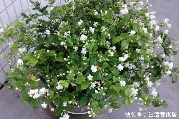 天热怕花草黄叶枯死夏养米兰、月季、茉莉，花开让你大饱眼福