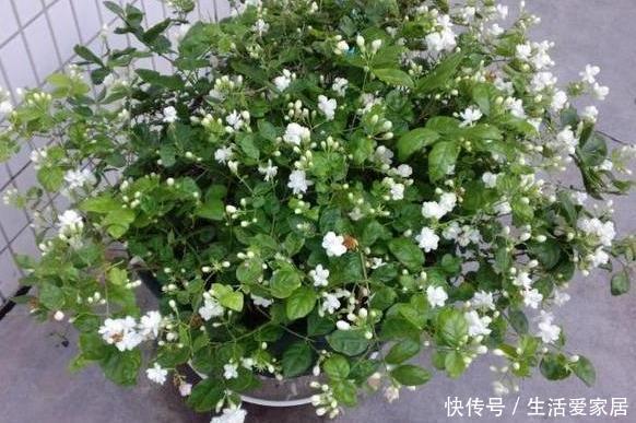 天热怕花草黄叶枯死夏养米兰、月季、茉莉,花开让你大饱眼福