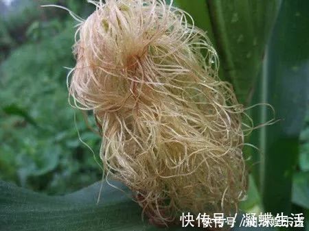 维生素k|玉米须泡水喝，难道真有那么多神奇的功效吗？怎么制作玉米须茶？
