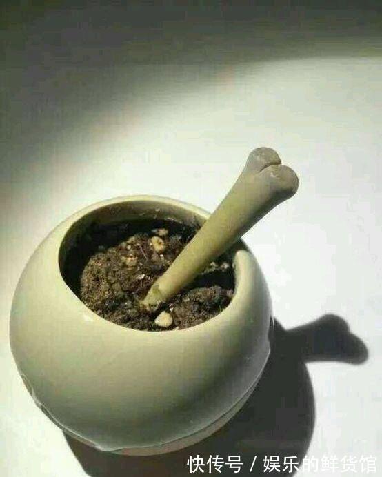 多肉长残的照片，看一次笑一次，根治各种抑郁