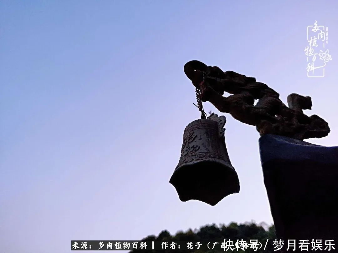 为了爱情|为了爱情来到陌生城市,偶遇多肉,地老天荒的爱恋!