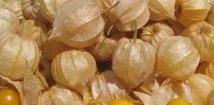 糖尿病|农村这种野果,降血压,增强心脏功能,治疗糖尿病,城里人抢着吃