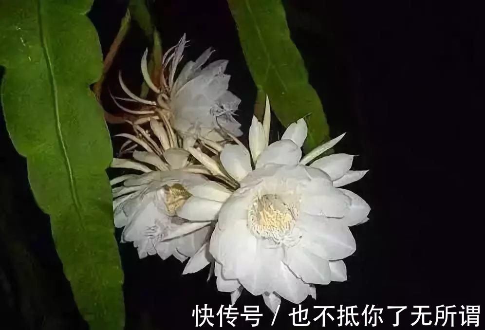 龟甲牡丹|世界上最名贵的花，一盆就是一座房子！