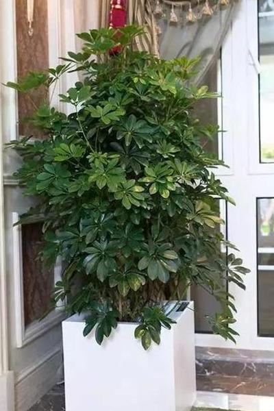 扦插|做好4点，鸭掌木安全度夏！天一凉快，叶子蹭蹭长，终年油绿