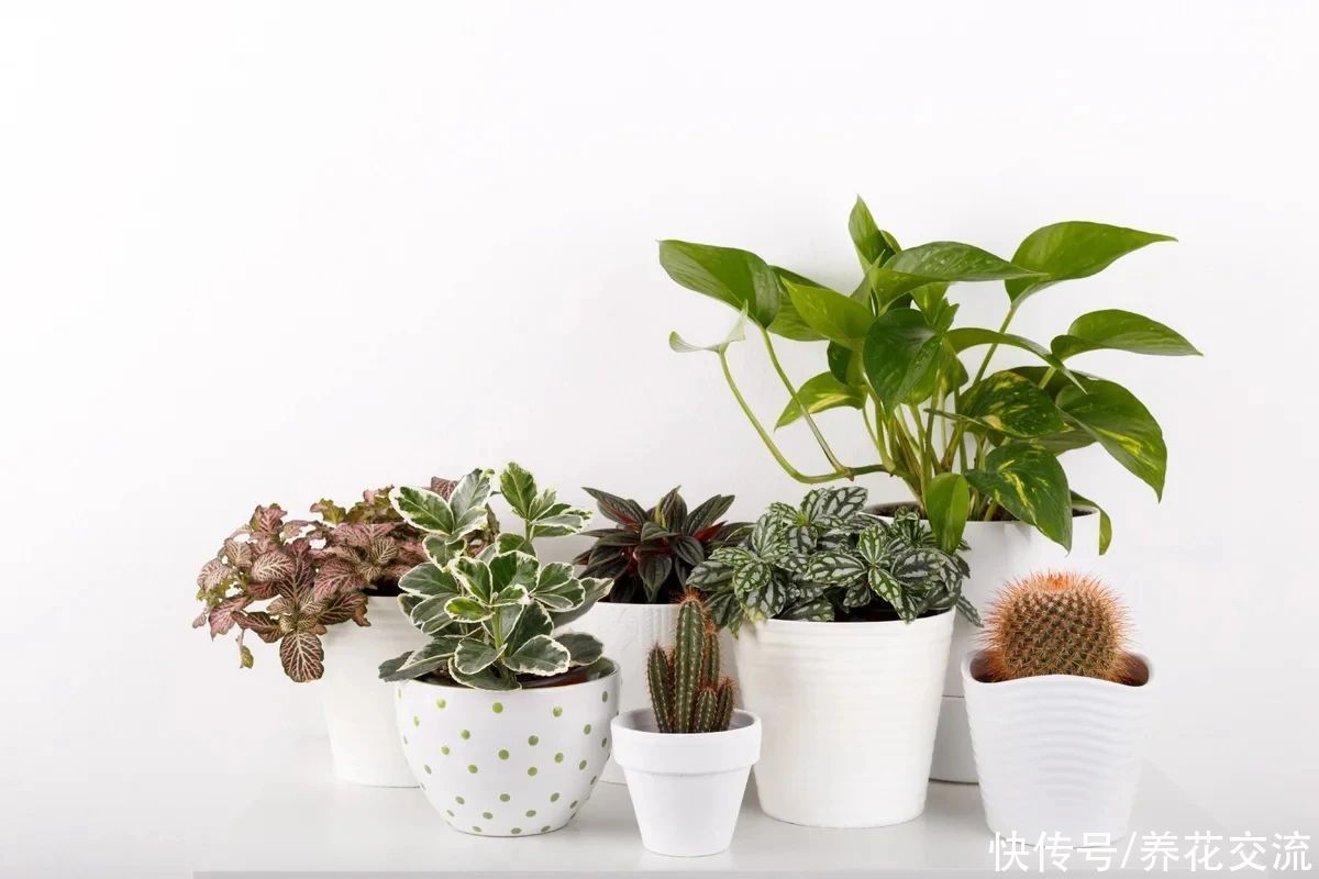 花苞|刚买的盆栽植物是否需要清理旧土，如何判断是否长给新根？