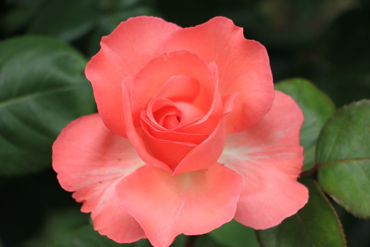 冬天养花，千万别不舍得摘心，摘完才能平安过冬