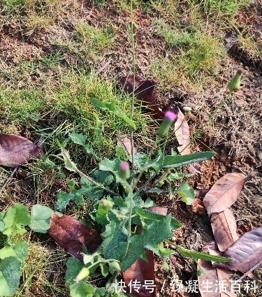 叶下红|每日识百草这种野草，一种全年可采食的野菜，赶快来认识一下