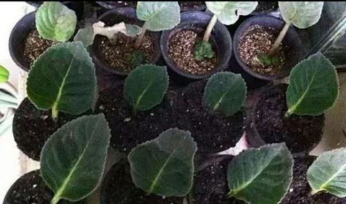 夏天|夏天8种花不用买,掐个叶子就能插活,让你的阳台变花园