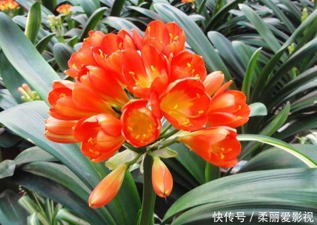 新叶|君子兰有“6怕”,难怪总是养不好,新手规避