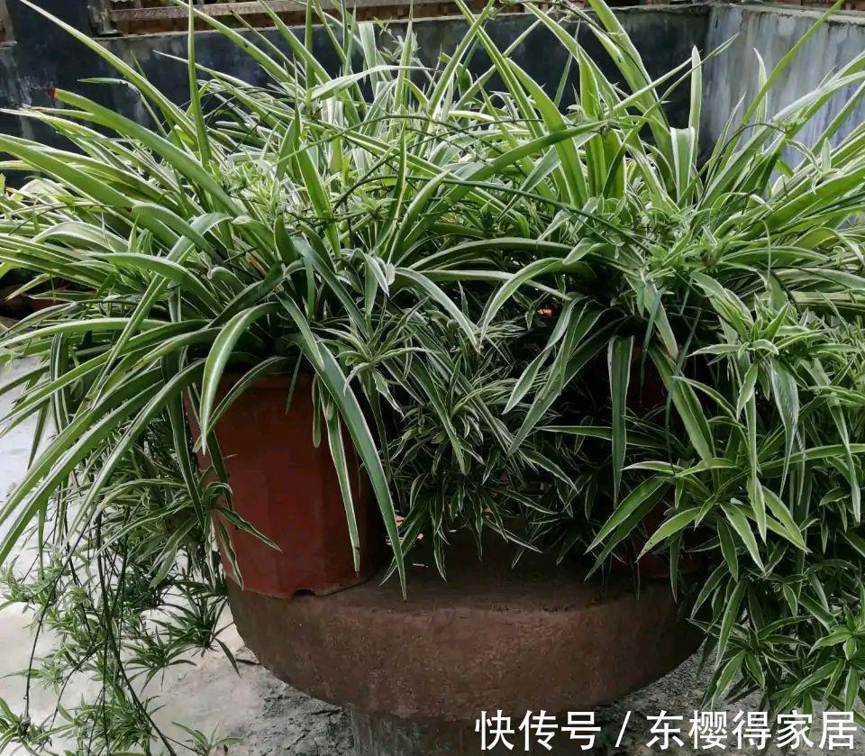 紫茉莉|秋天养金边吊兰，做好两件小事，更加肥壮旺盛，大不一样