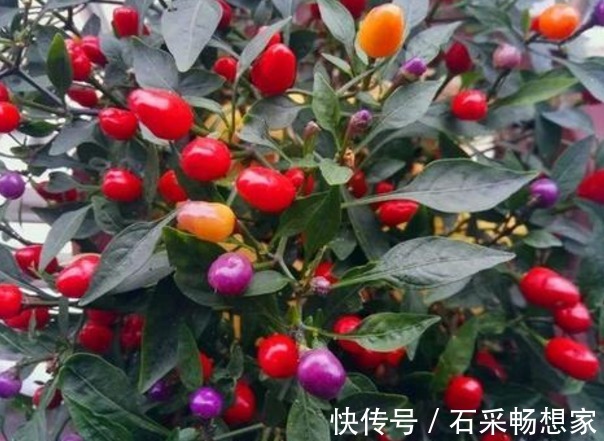 七彩椒|温中健胃、散寒祛湿的七彩椒,农民掌握种植要点,收获高产七彩椒