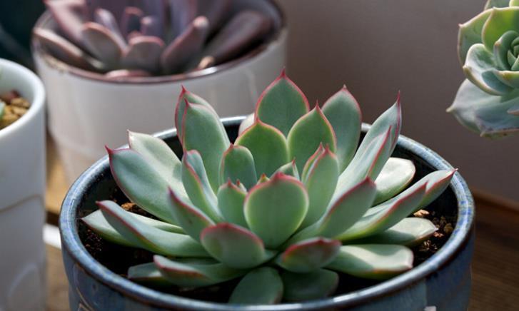 花友|“干养”多肉,需要掌握住哪些小技巧?