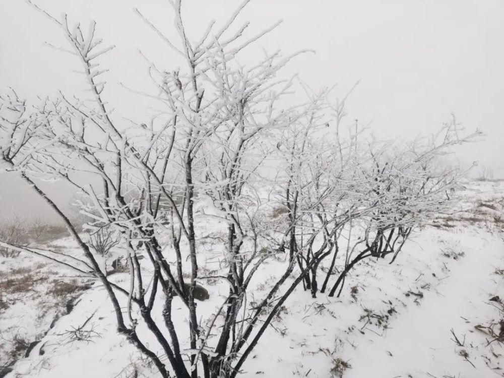 雪景|丽水这些地方下雪了，美炸了~最新雪景美图，请签收