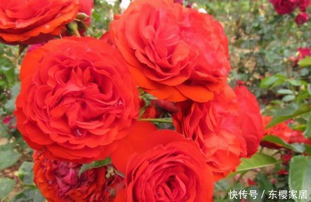 花朵|20款露台月季品种,超级丰花、适合露台、阳台盆栽,皮实好养