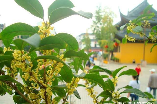 赏梅|越养越金贵的“4种花”,能活上百年,老了就是“传家宝”
