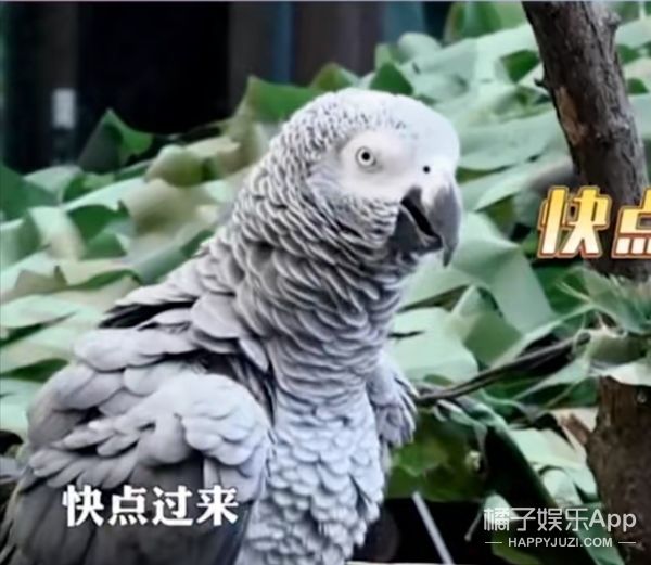 它逃，他追，它…跑的更飛？