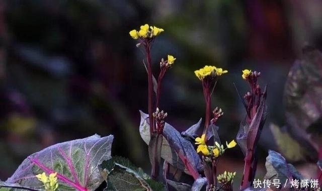 紫菜薹|十个人九个腰疼,常食此菜,腰不疼了,腿不酸了,不妨了解一下