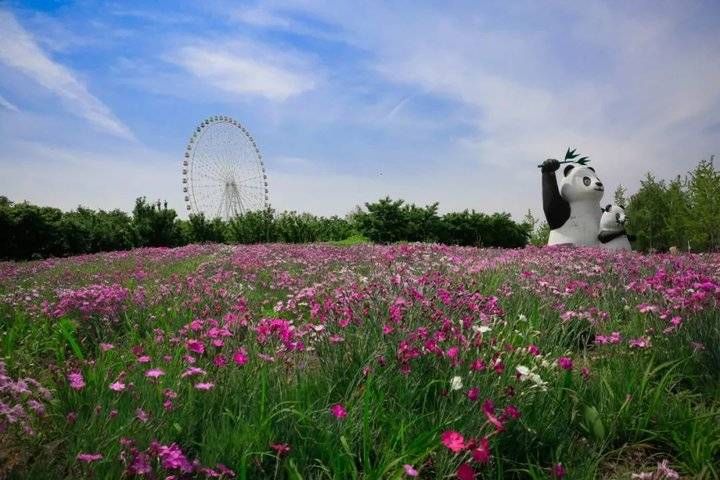 武俊|以花之名，遇见爱！泰山花海的“爱情花”进入盛放期啦