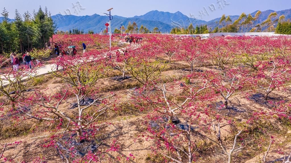 广东蕉岭：万株桃花灼灼开，来邂逅最美春光！