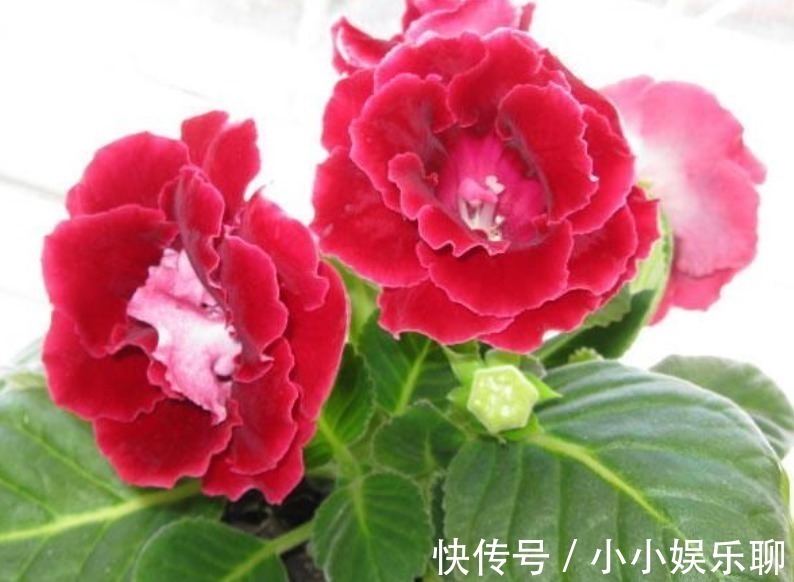 浇花|早上、中午、晚上浇花“区别大”难怪总是养不好花,要这样浇!
