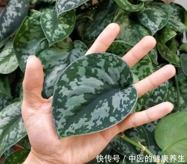 别养绿萝了,这20种耐阴植物,养在家里更合适!