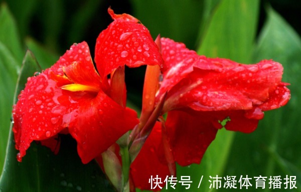 此花是一种生命力顽强的花，代表着坚实的未来，是拼搏的精神