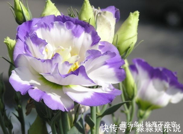 此几款花朵花期长,花朵美,开花绚丽多姿不像话,一年开花365天