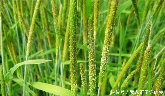 野生植物|它是治疗脚气“特效药”,学名“麦娘”,农村到处是,遇到请重视