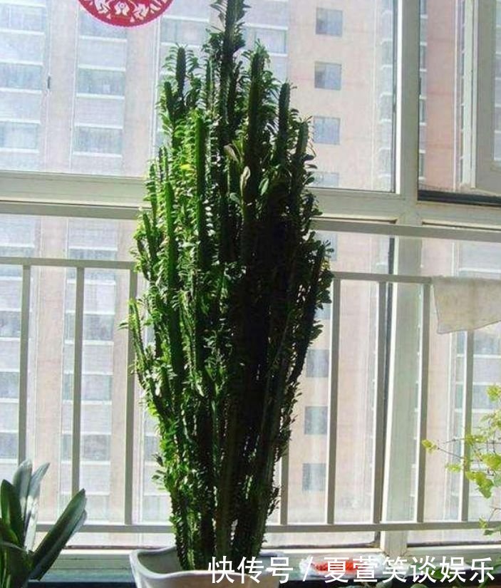 好运树|4种“旺财花”,家里养一盆,室内甲醛没了,生活更舒适!