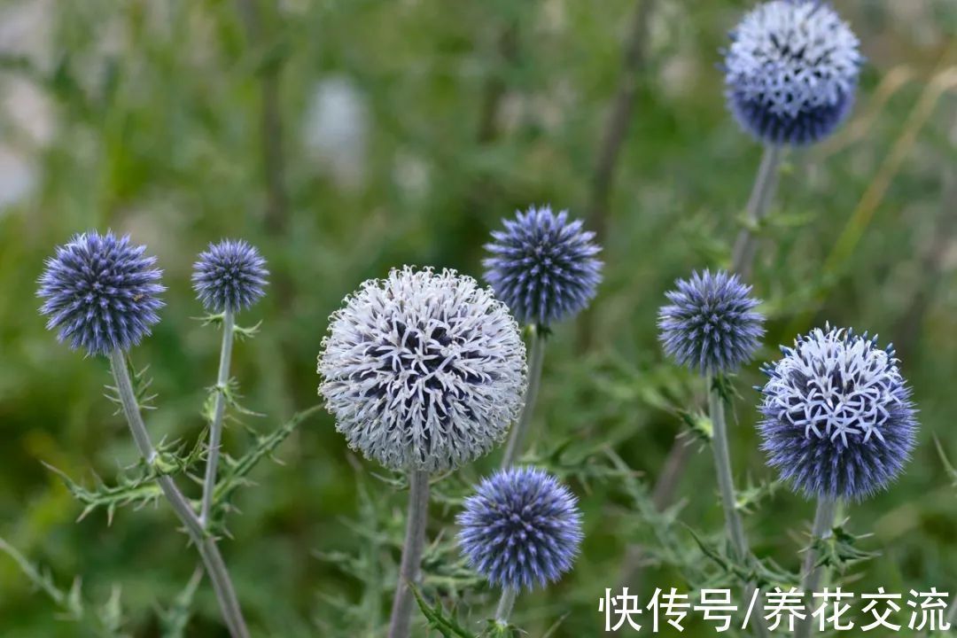 5种长相奇特的开花植物，南北地区都有合适的品种可选