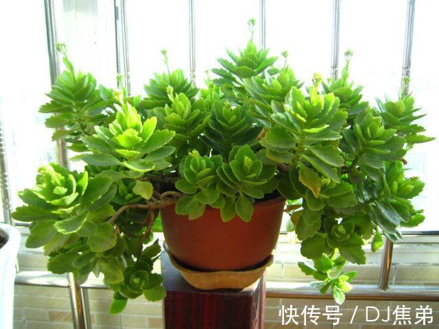 长寿|长寿花养护技巧,做到了此几点,保证长寿花花朵大叶子绿!