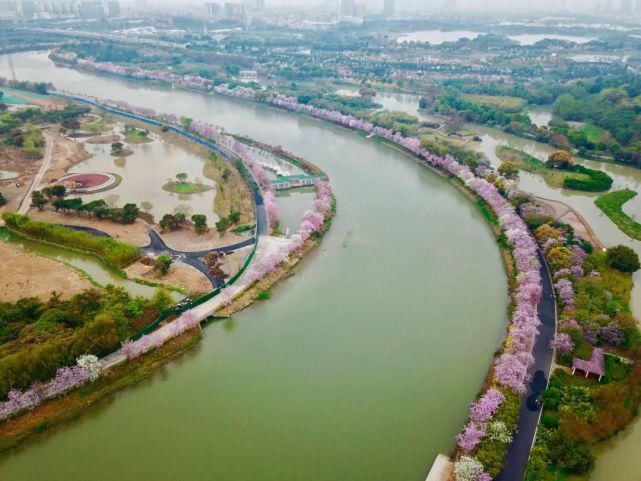 美哭啦！海珠湿地一河两岸花千树