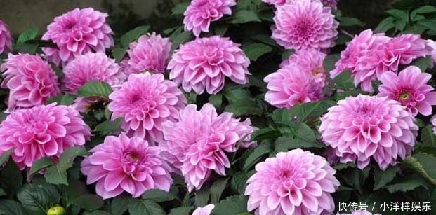 等到它|新手养花,掌握3个技巧,花期延长好几个月,四季反复爆花!