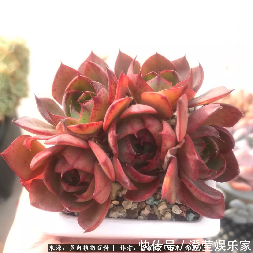 吉娃娃|我和我的“多肉恋人”,怎么样有没有惊艳到你!