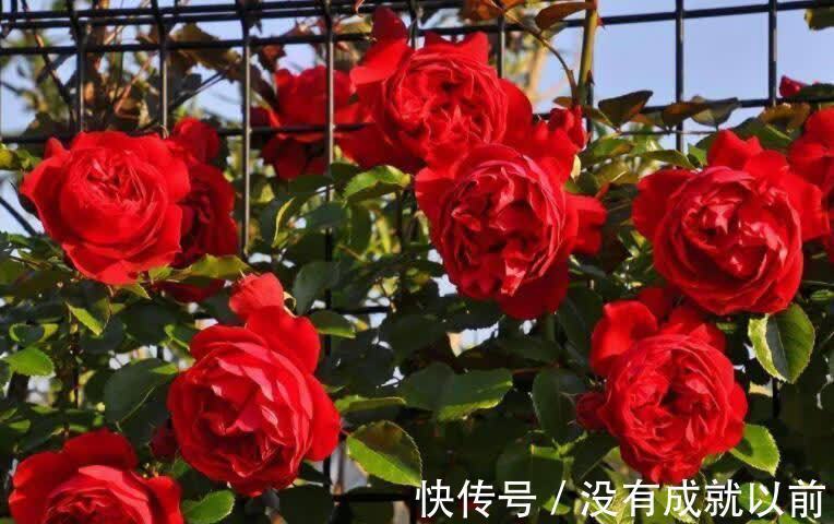 高层阳台,建议安排2类花卉,一类长成花海,一类长成花瀑布