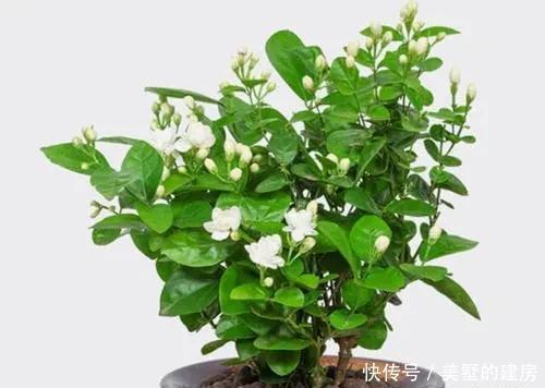 家里养有六种花卉的,可别忘了掐心,越掐爆盆越快,开花越多