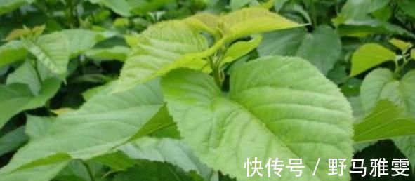 桑葉|“嘌呤大王”被發現，是這2種調料，快點撤下桌，才能穩定尿酸