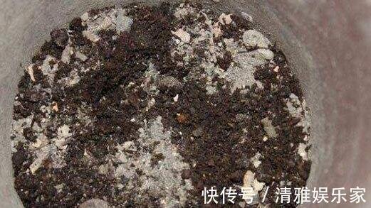 淘米|茉莉花最爱3种“肥料”,家中就有,浇一点,花大芳香、开爆盆!