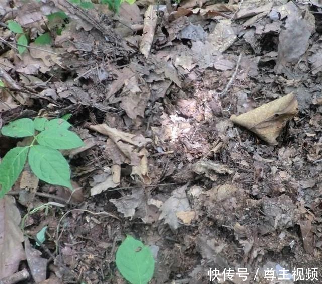 四种养花水真不错,养分高能养花,还能避免蚊虫困扰!