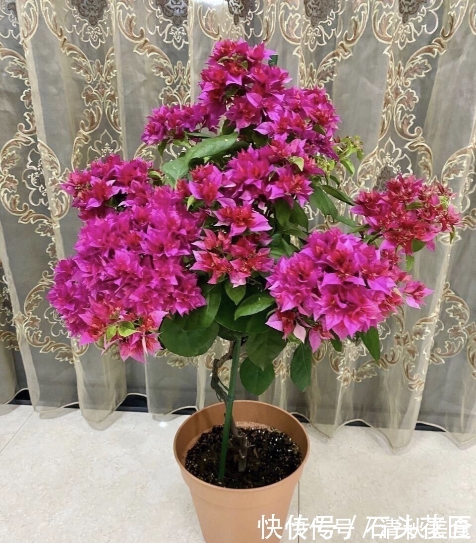 花盆|家里“4种东西”变质，埋在花盆里都“好肥料”，根壮、叶子绿