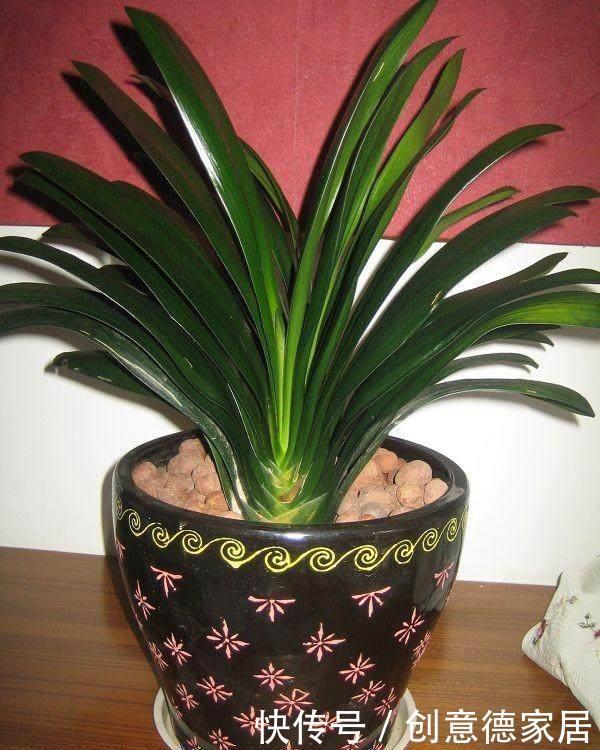  君子兰|养花不开花，原来是盆里缺了它，只加一点点，飞快开满花