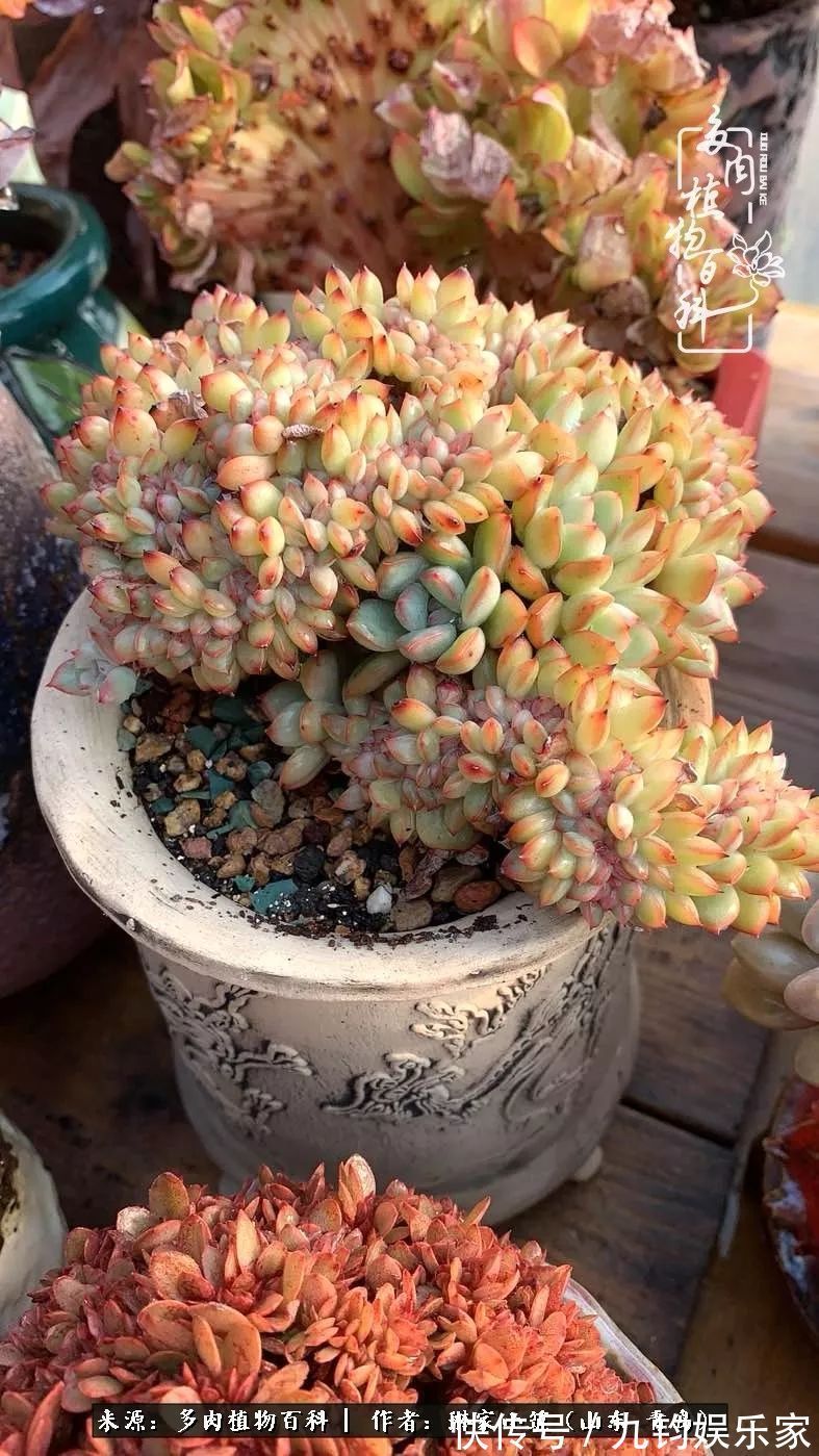 多肉住进暖棚，坦然越冬，放肆浇水，这个冬天有点甜！