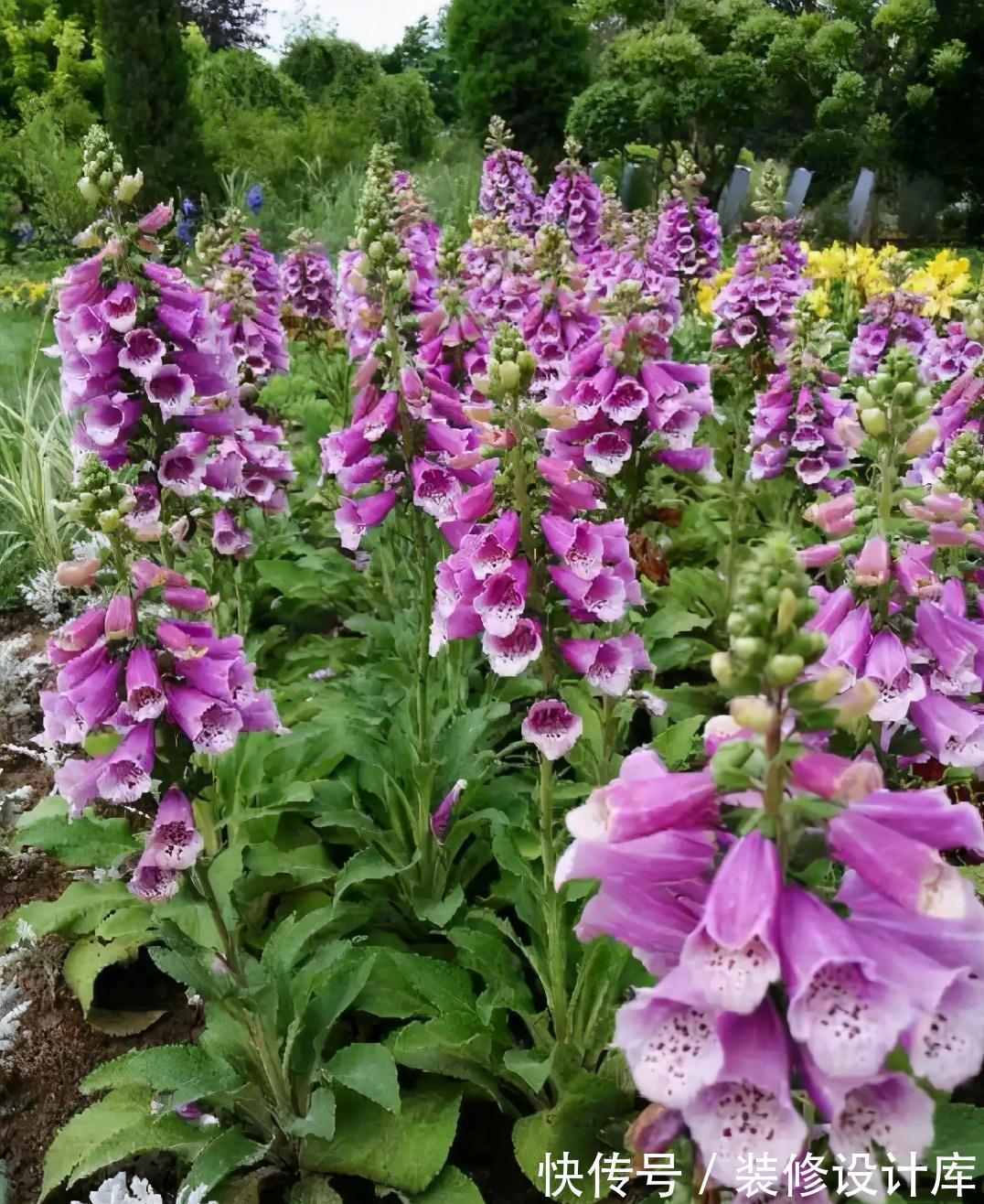 5种“漂亮花”,被名字耽误了一生,花开艳丽,却怕它“不吉利”