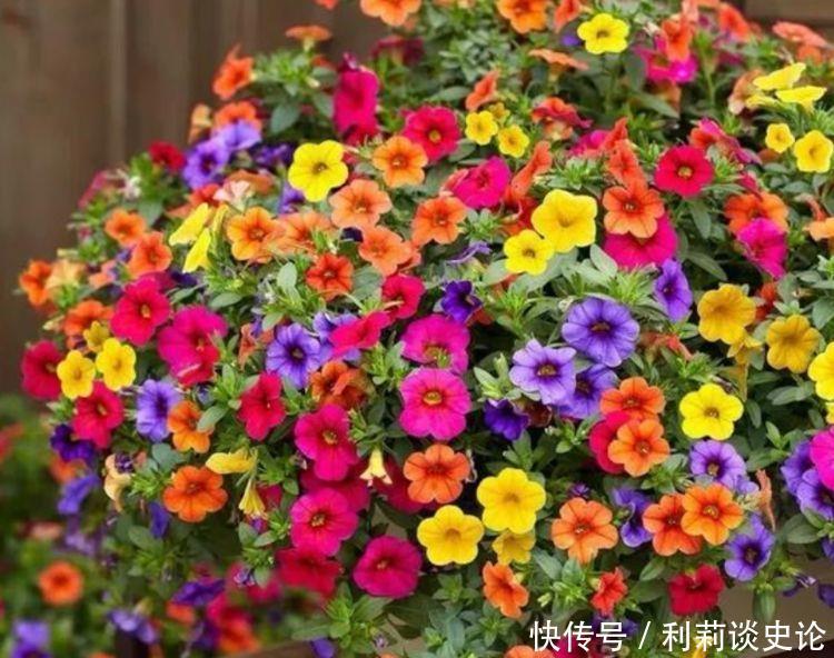 几种花卉,花朵迷人,阵阵花香,颜值超高的