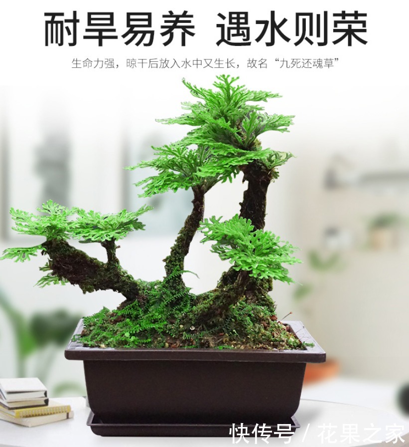  枯萎|养不死的植物，枯萎了也能遇水“涅槃”复活！