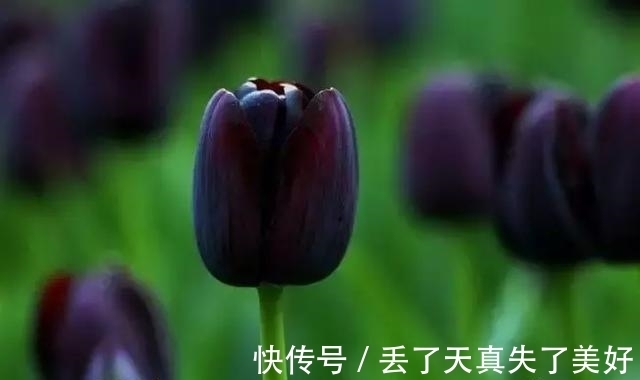 6款黑色鲜花!养过一种就是大神!