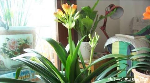 李大爷|李大爷只用它养君子兰,不花一分钱,1年开花2次全都爆盆