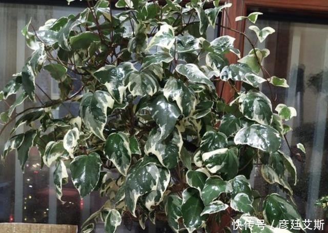 养护|家里有“甲醛”,别忘了养“2种花”,放1盆,甲醛浓度“降低”